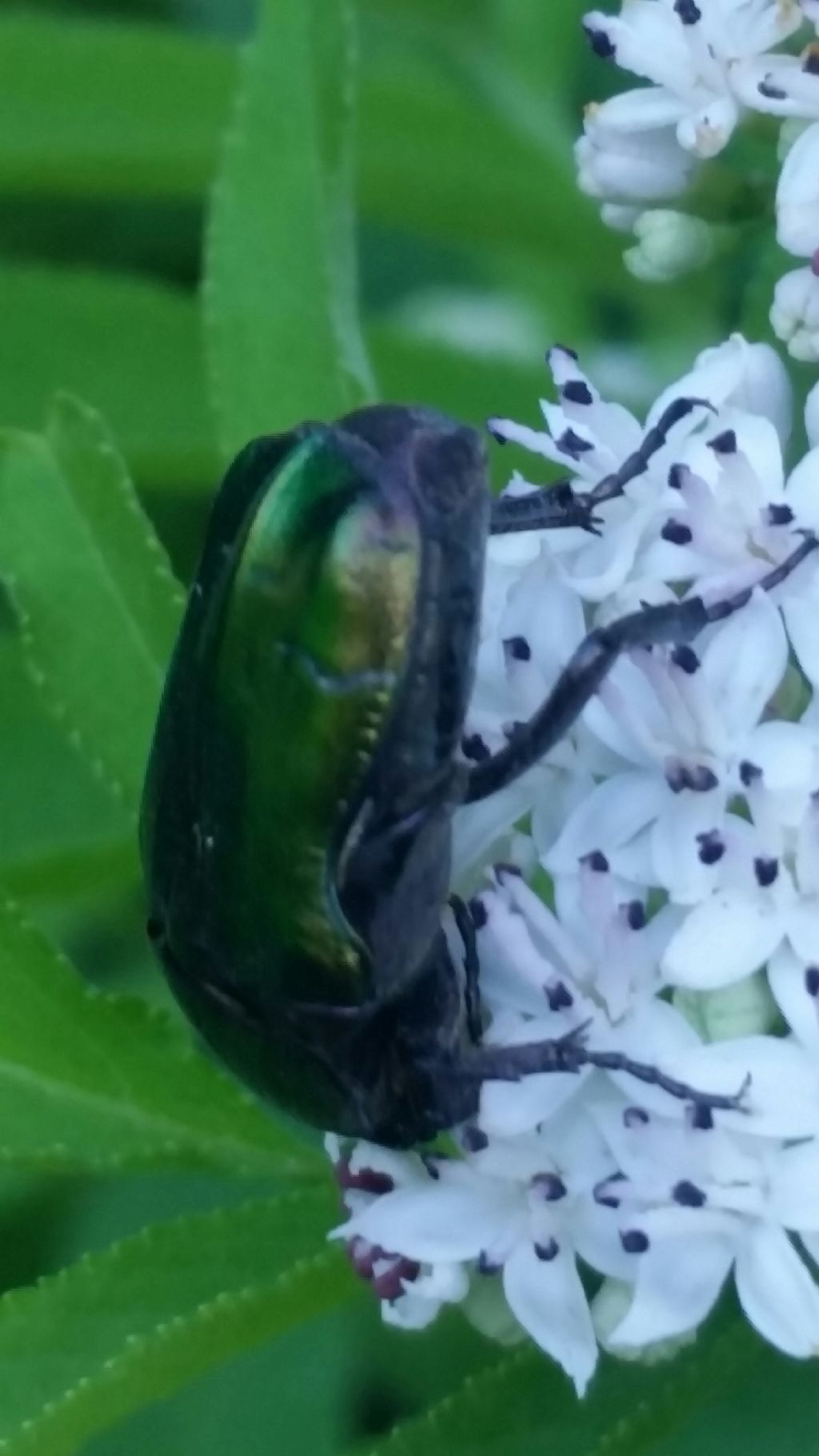 Scarabeo ?  No, Cetoniidae: Cetonia aurata pisana